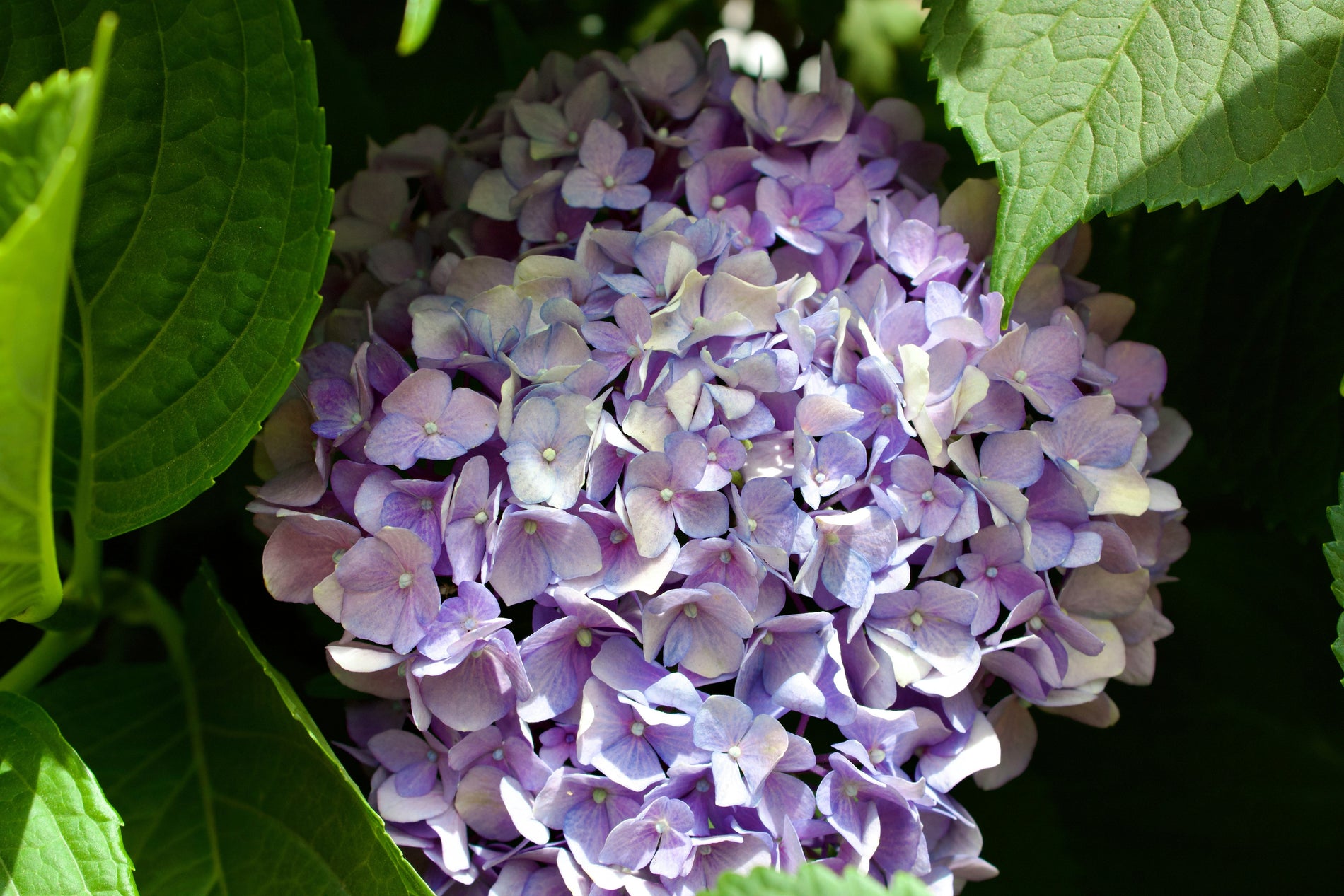 Which types of hydrangeas are most used by wedding florists?