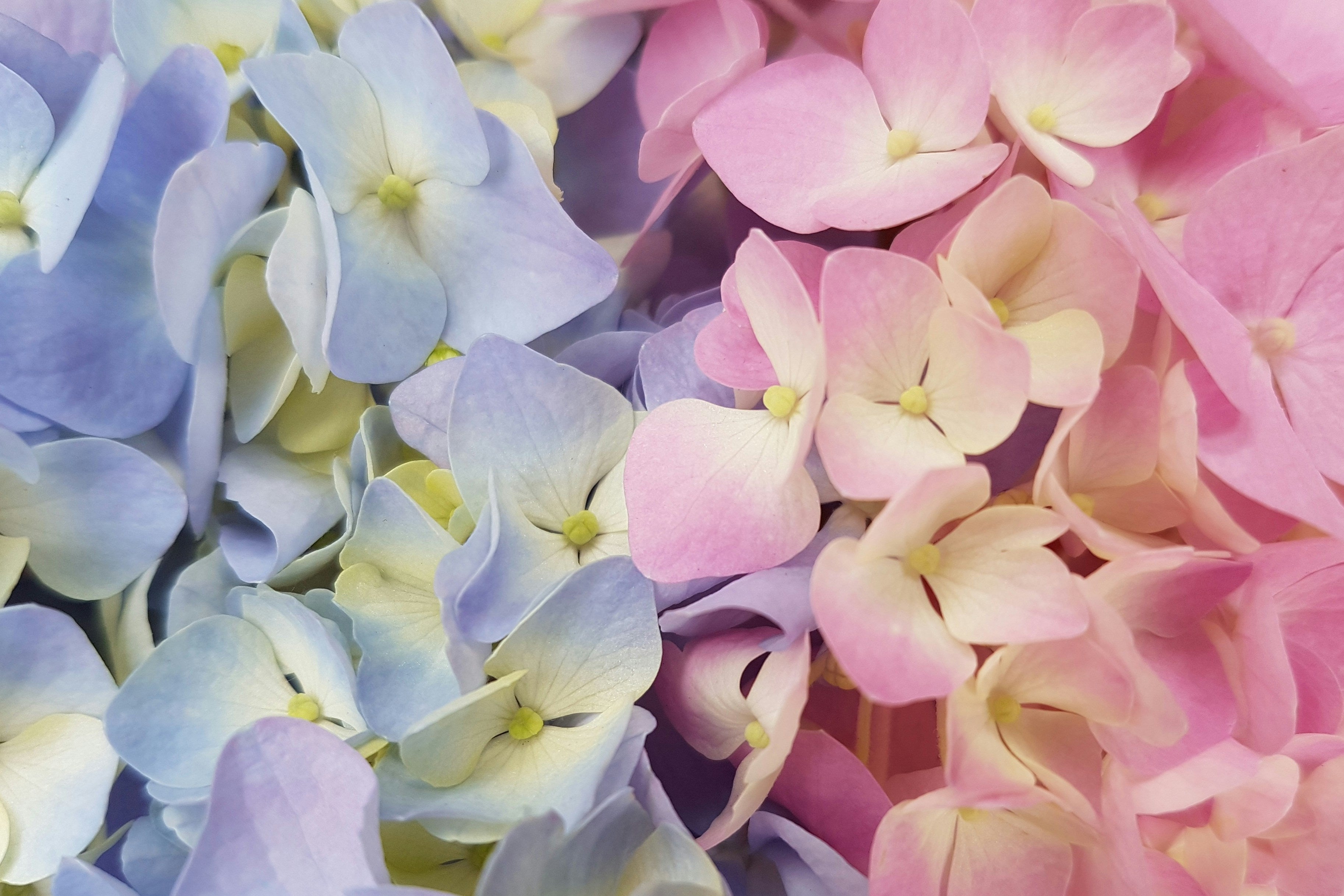 Hydrangea vs Rose Cost: Which Wedding Flower Is Cheaper?