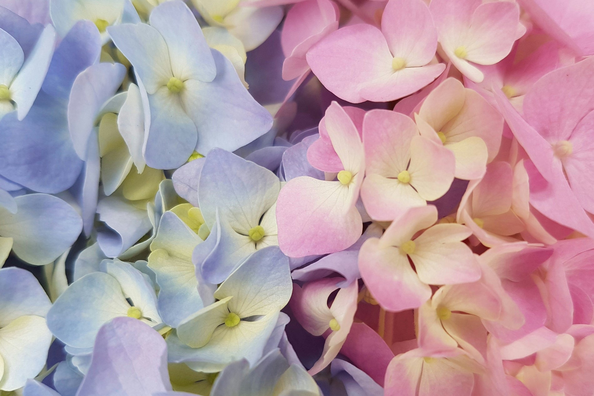 Are hydrangeas more expensive than roses for weddings?