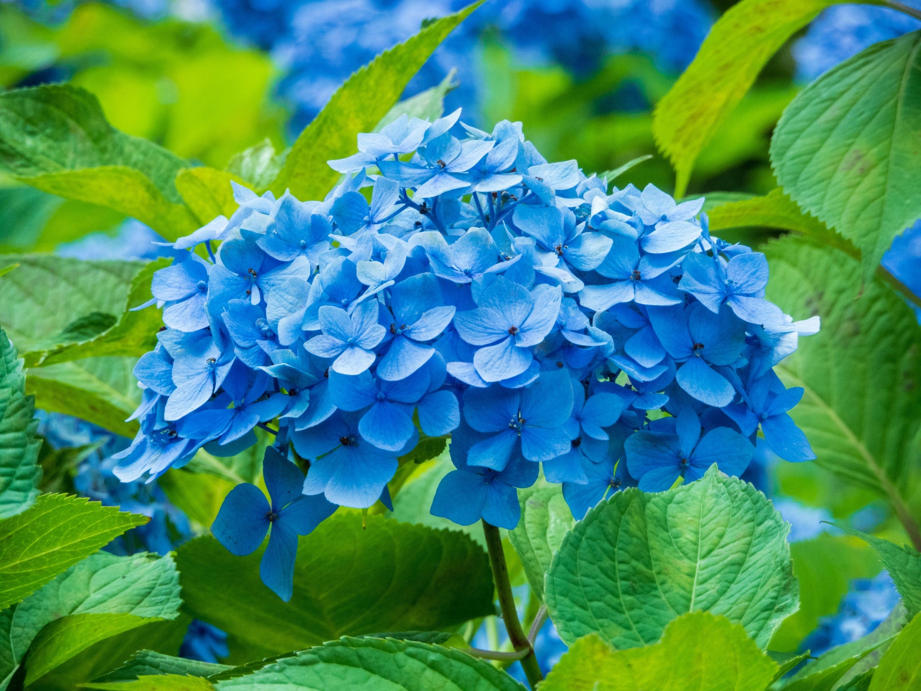 What does a blue hydrangea symbolize in wedding decor?