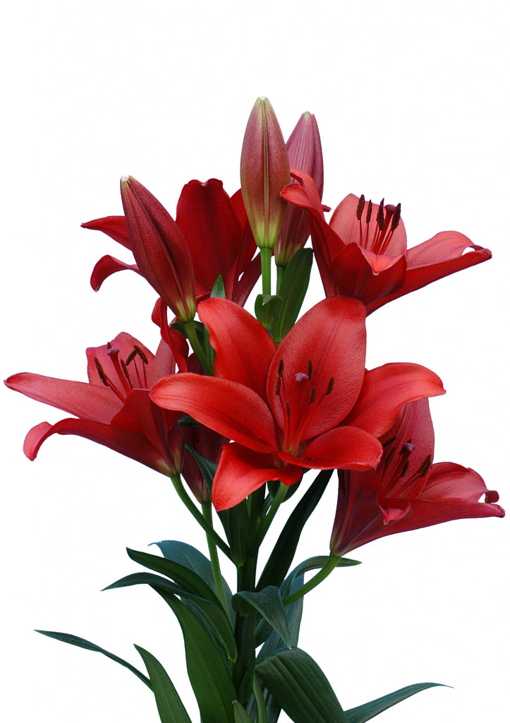 lily asiatic red Red Asiatic Lily - Elegant Bloom Stems