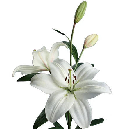 white asian lilies White Asiatic Lily - Elegant Bloom Stems
