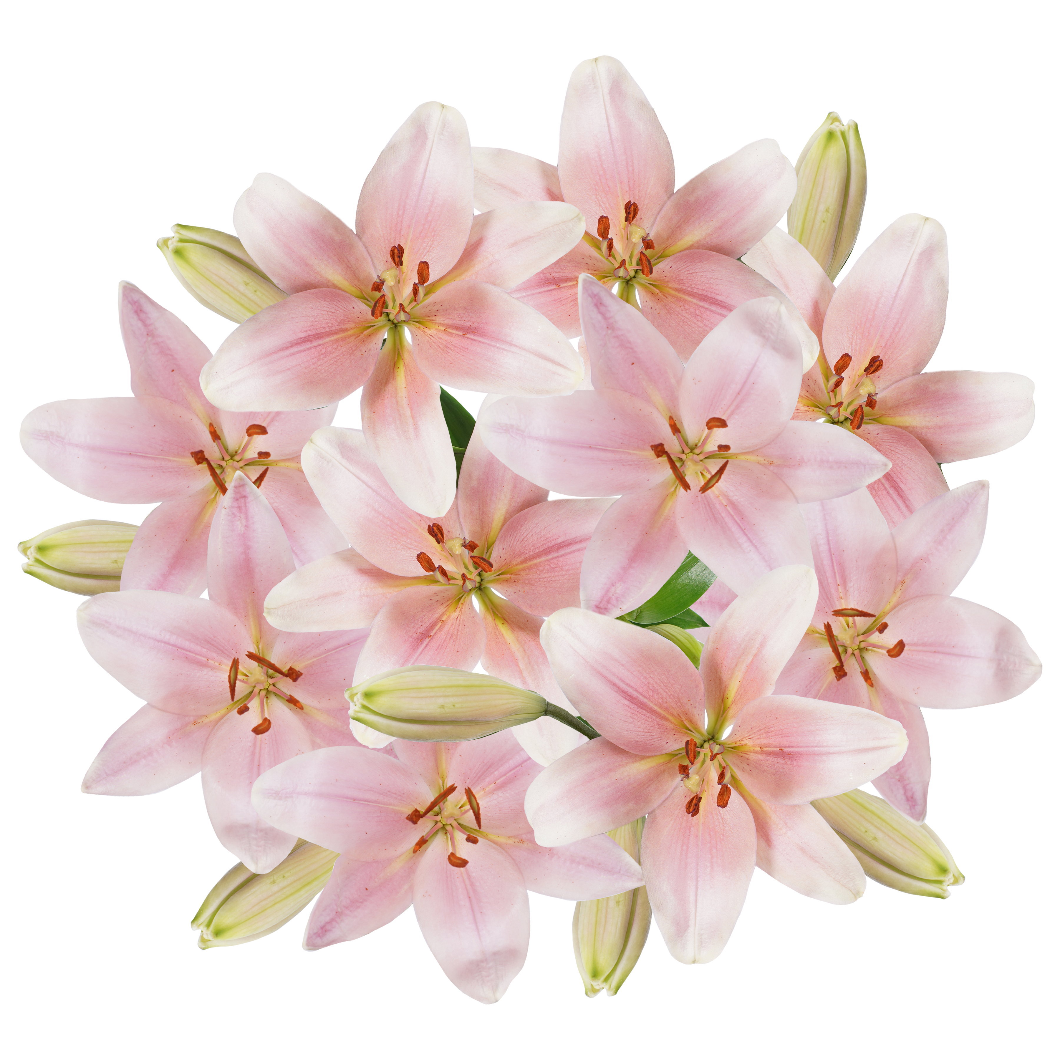 wholesale asiatic lilies Light Pink Asiatic Lily - Elegant Bloom Stems
