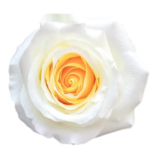 Blizzard Roses - WholesaleFlowers.net