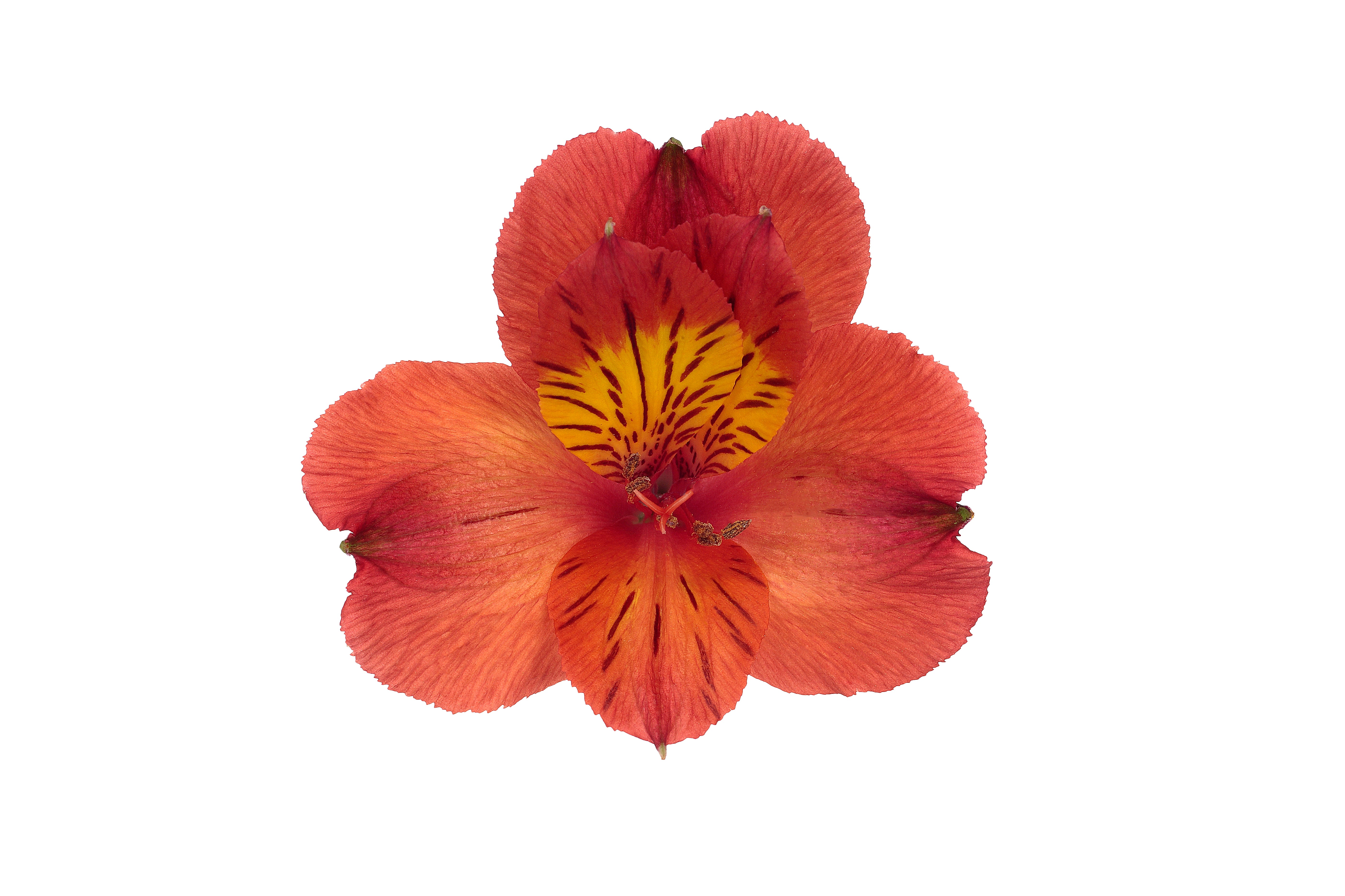 Alstroemeria Orange