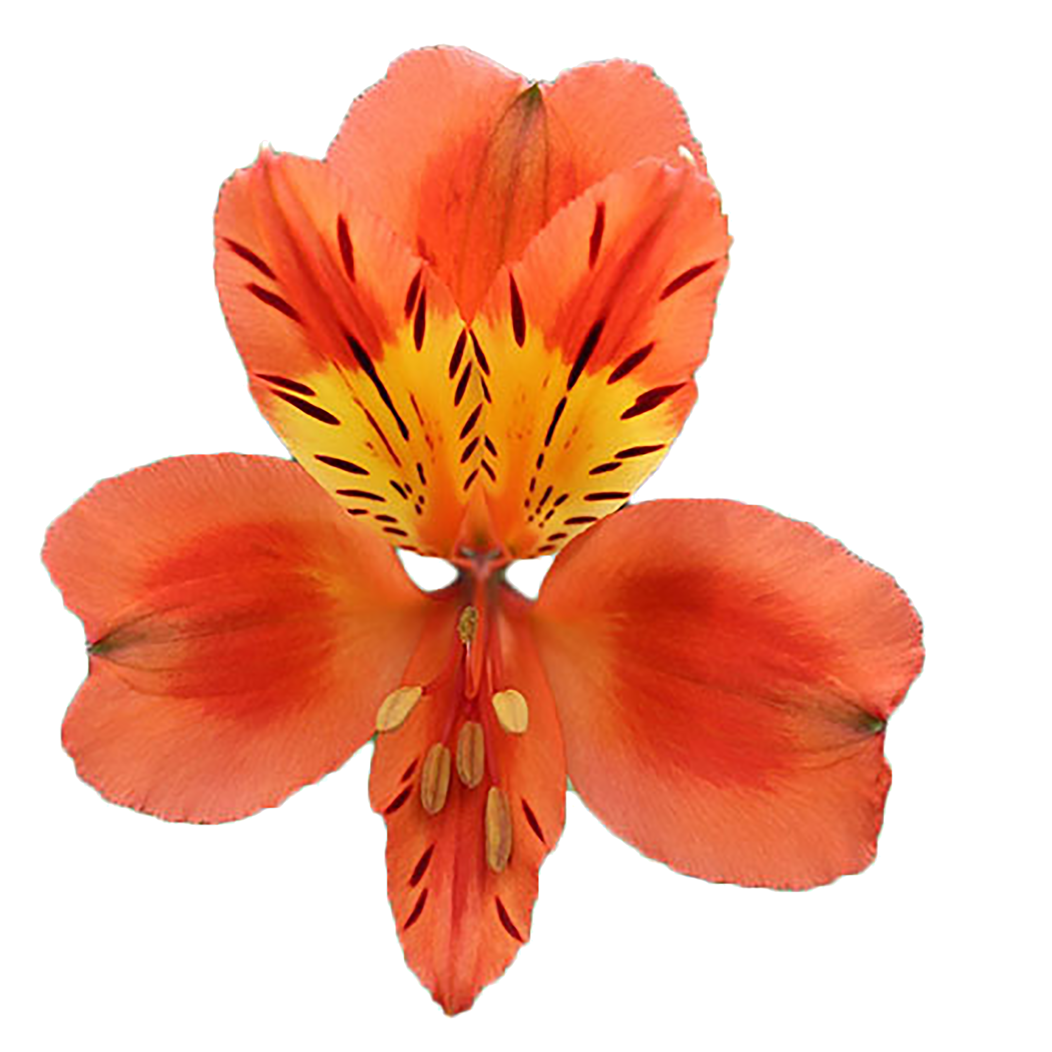Alstroemeria Orange