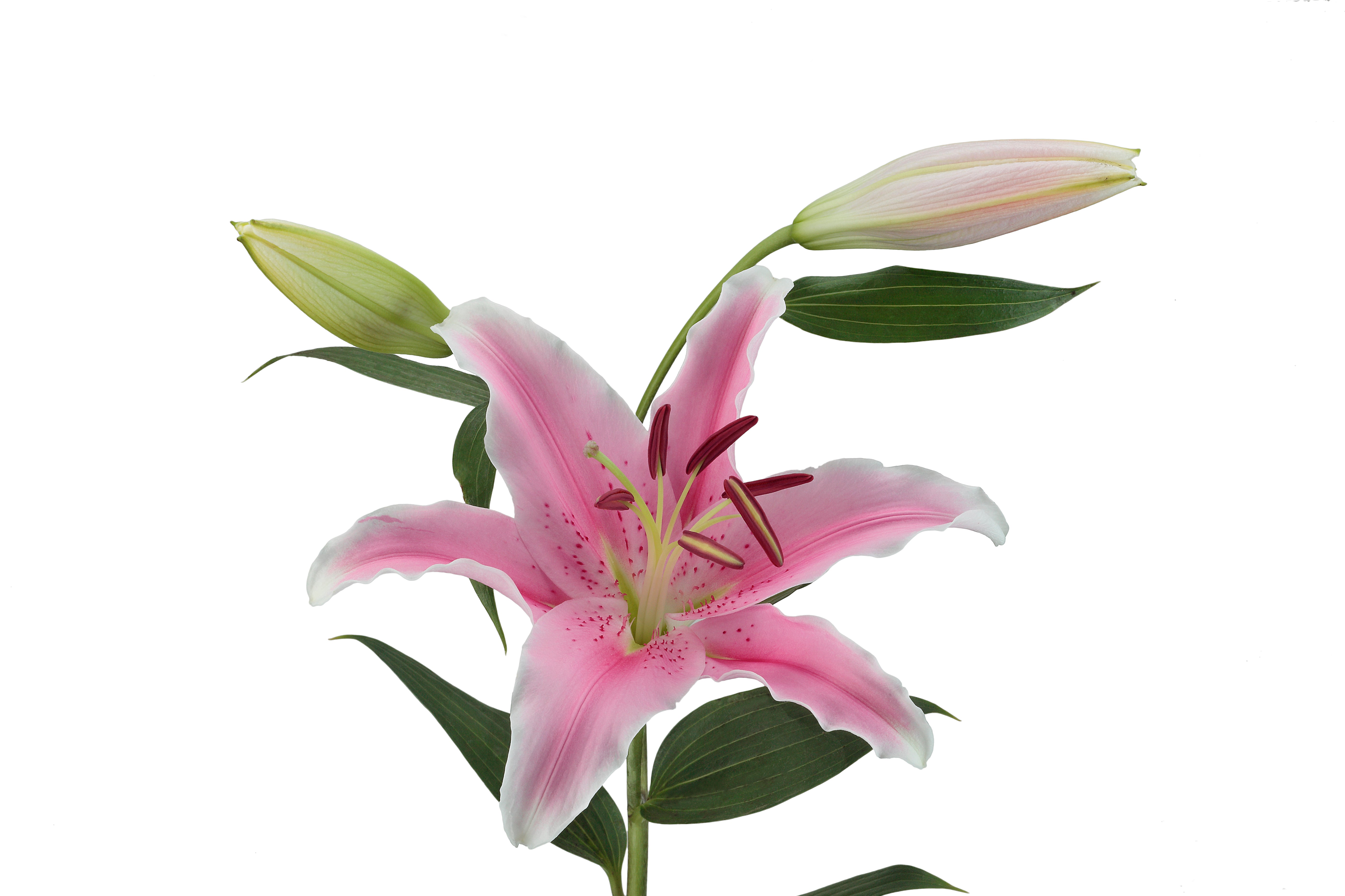 pink oriental lily flower Pink Oriental Lily - Elegant Bloom Stems