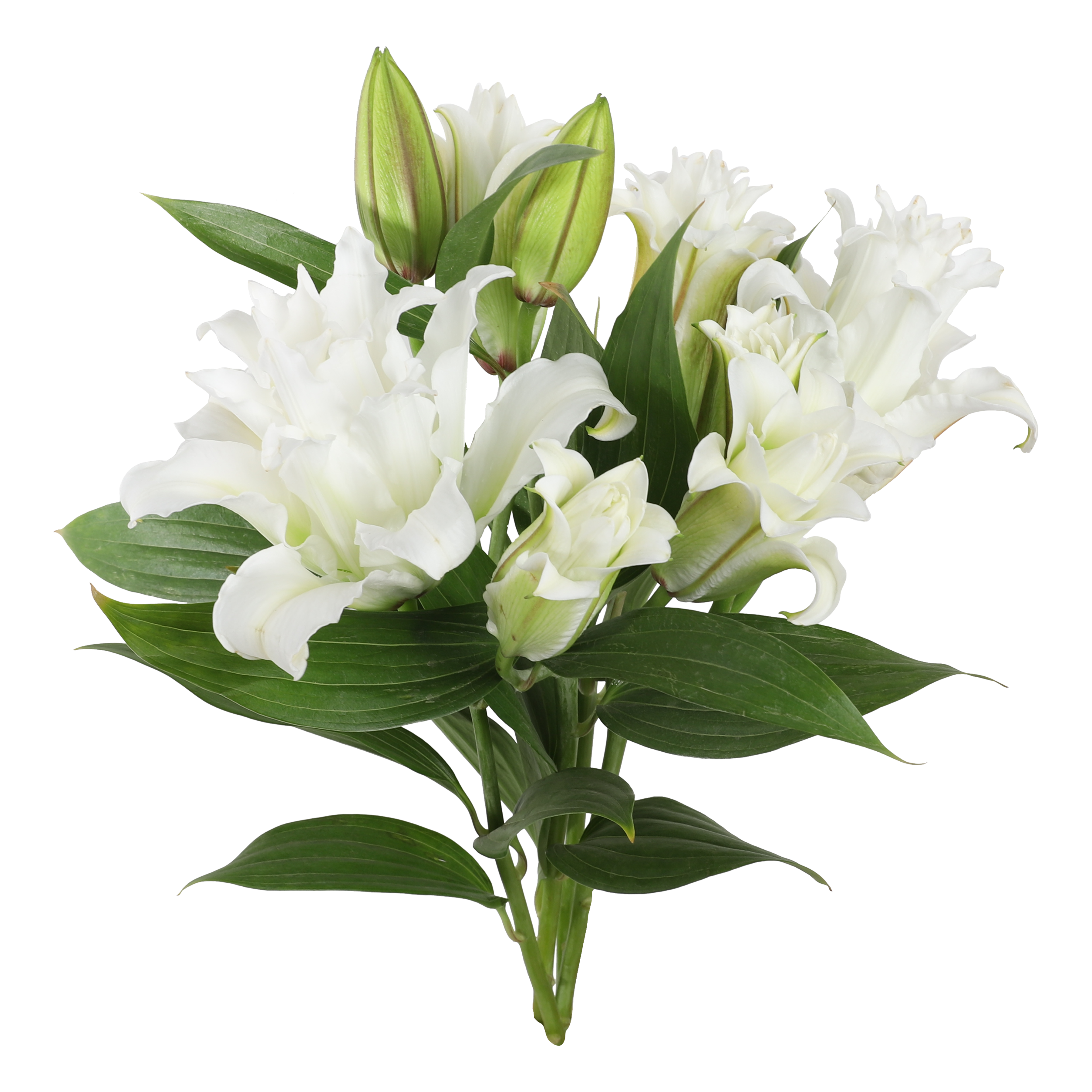 white rose lily White Roselily - Fresh Cut Flowers