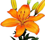 Asiatic Lilies Orange - BloomsyShop.com