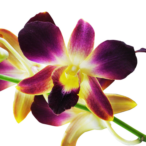 Dendrobium Orchids Gold Bom - BloomsyShop.com