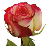 Roses Bicolor Pink Felicity - BloomsyShop.com