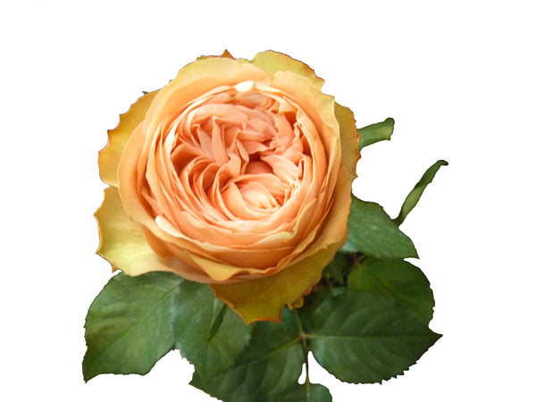 Roses Bicolor Orange Kahala - BloomsyShop.com
