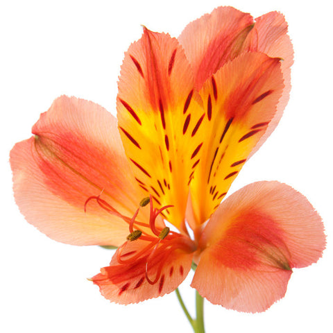 Alstroemeria Orange - BloomsyShop.com