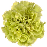 Carnations Green - BloomsyShop.com