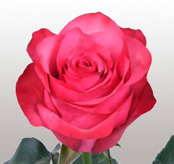 Roses Hot Pink Lola - BloomsyShop.com