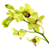Dendrobium Orchids Green - BloomsyShop.com