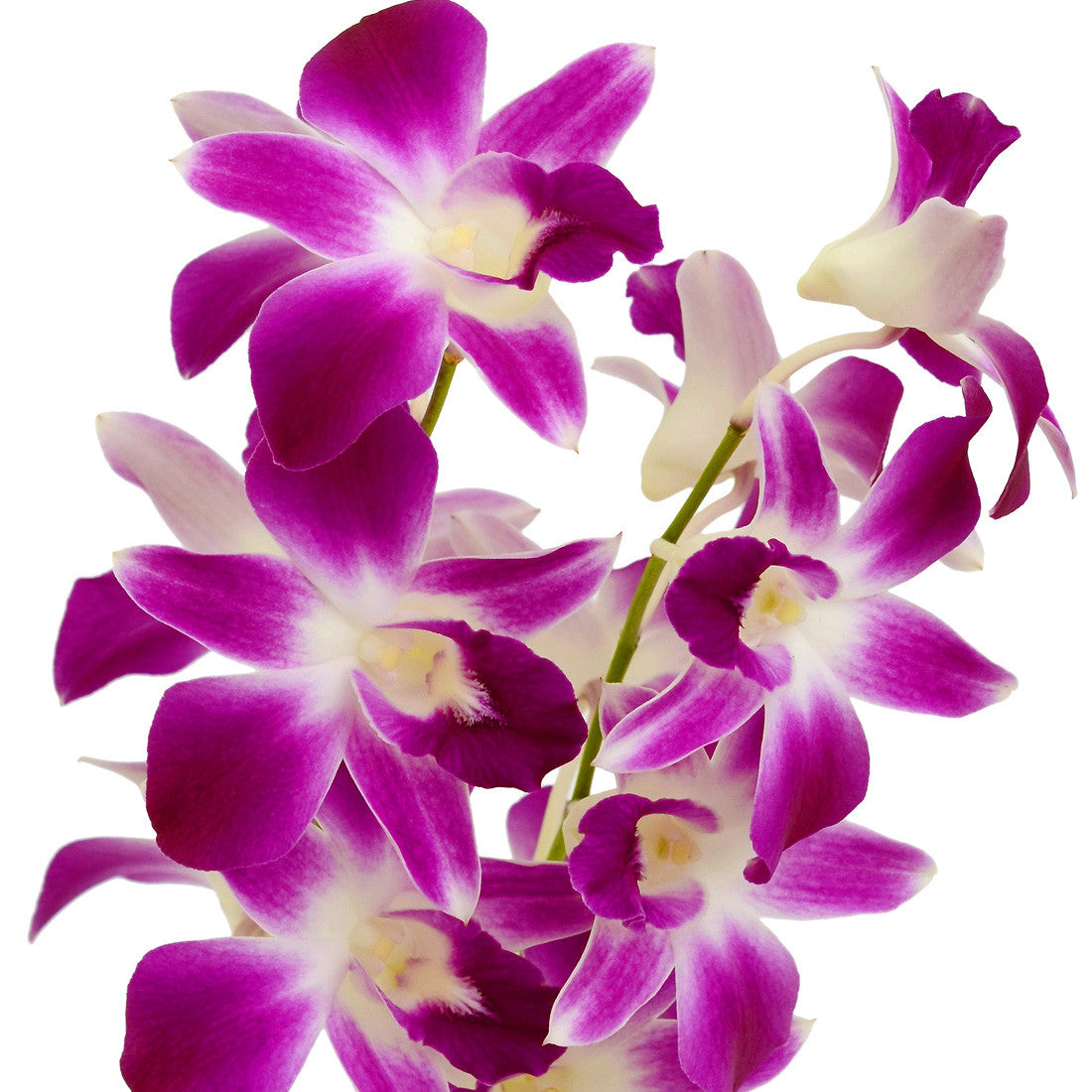 Dendrobium Orchids Bicolor Purple/White - BloomsyShop.com