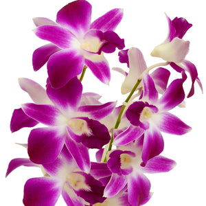 Dendrobium Orchids Bicolor Purple/White - BloomsyShop.com
