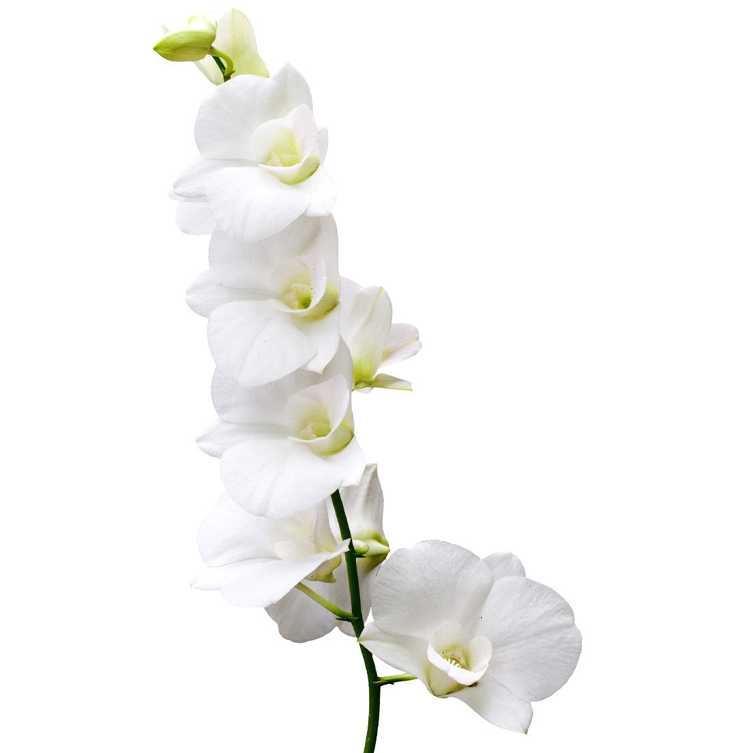 Dendrobium Orchids White - BloomsyShop.com