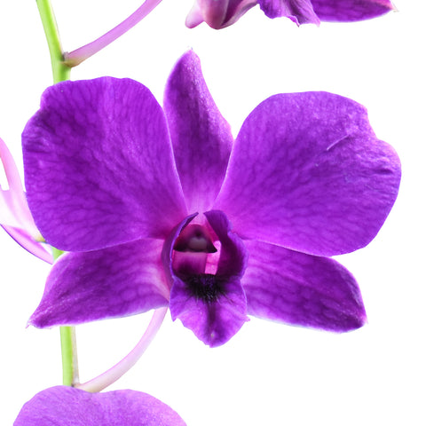Dendrobium Orchids Pompadour - BloomsyShop.com