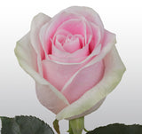 Roses Light Pink Rosita Vendela - BloomsyShop.com