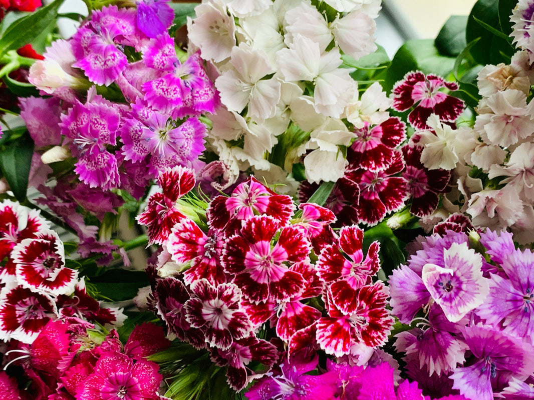 Everything You Need to Know About Where do grocery stores get their flowers