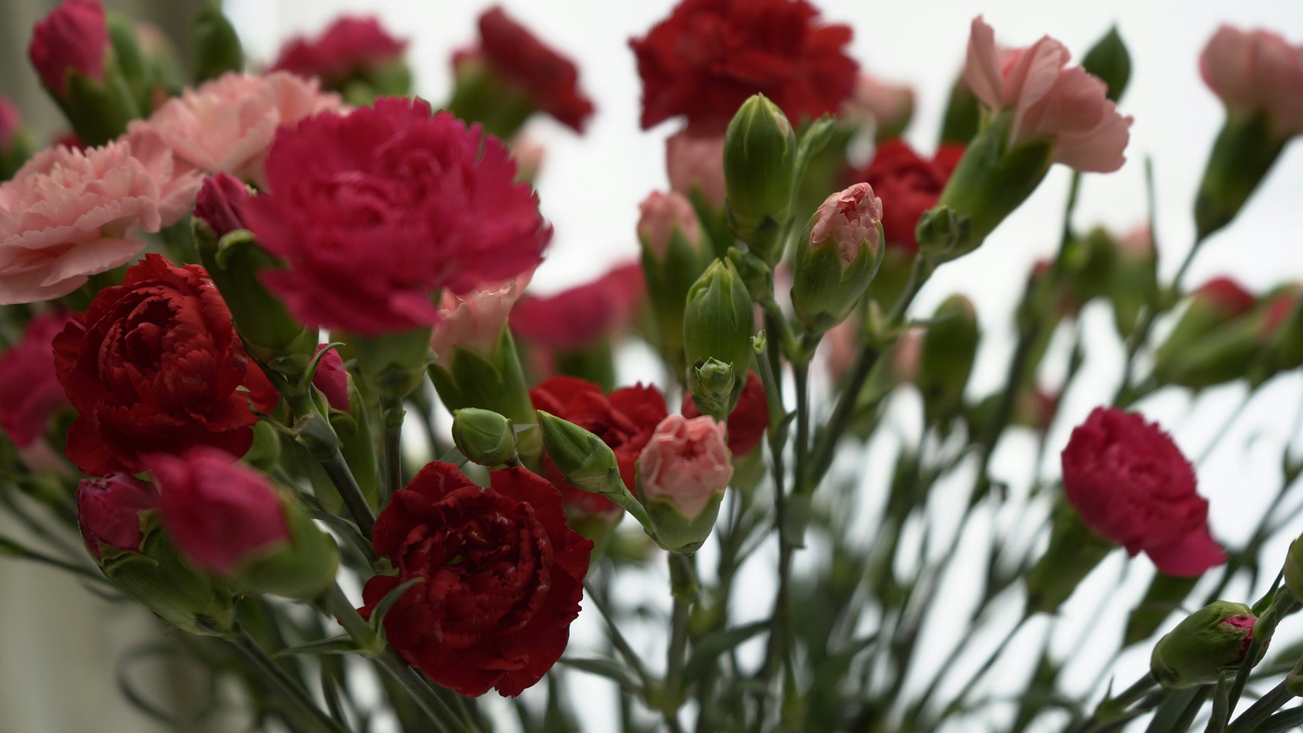 Which flowers are the most budget-friendly for weddings?