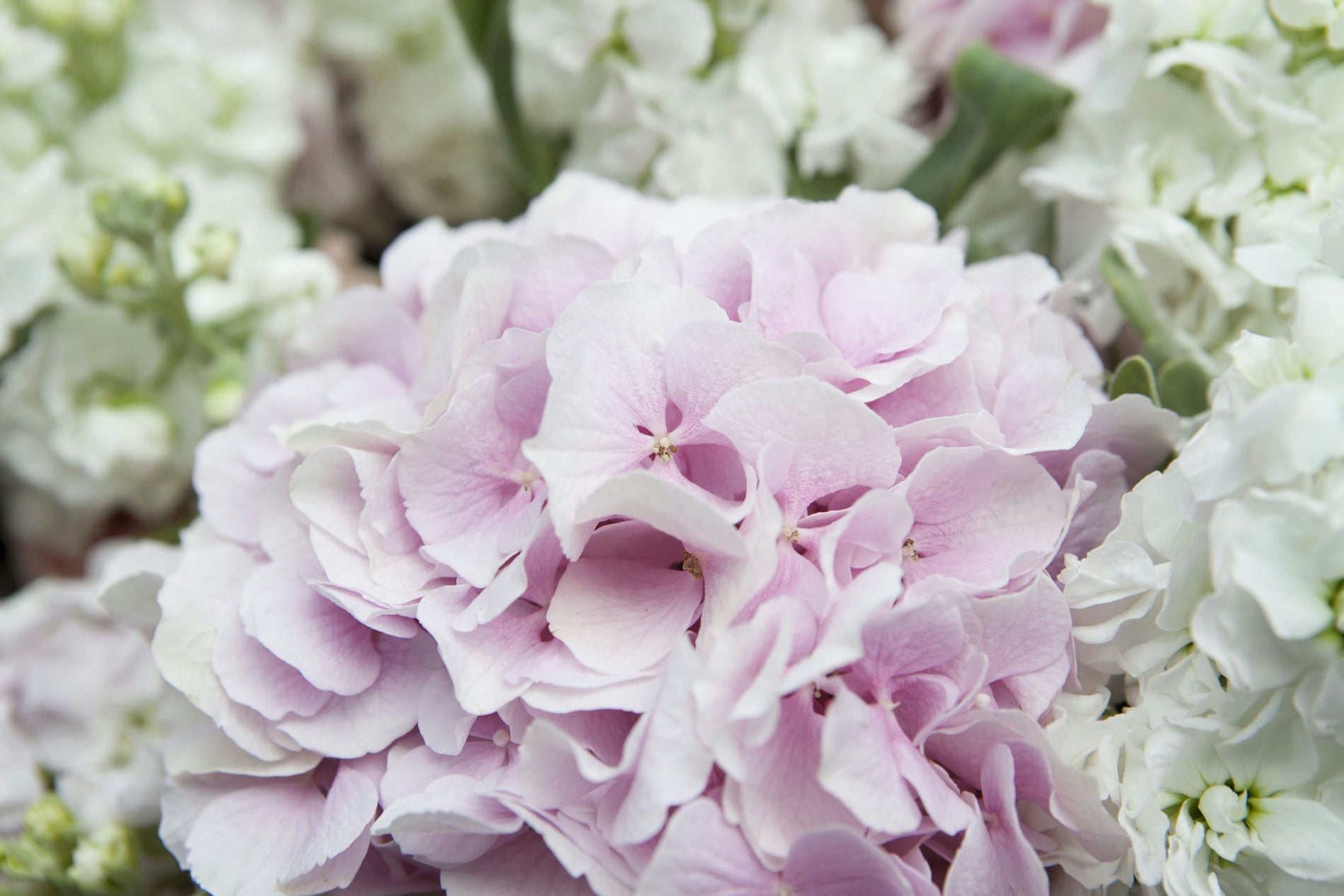 How Many Hydrangeas Should You Buy for a Wedding Setup?