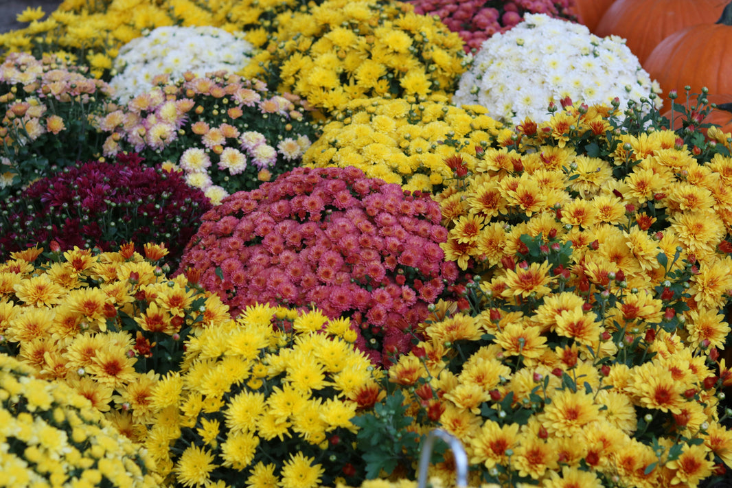Is Buying Flowers from a Wholesaler Actually Cheaper?