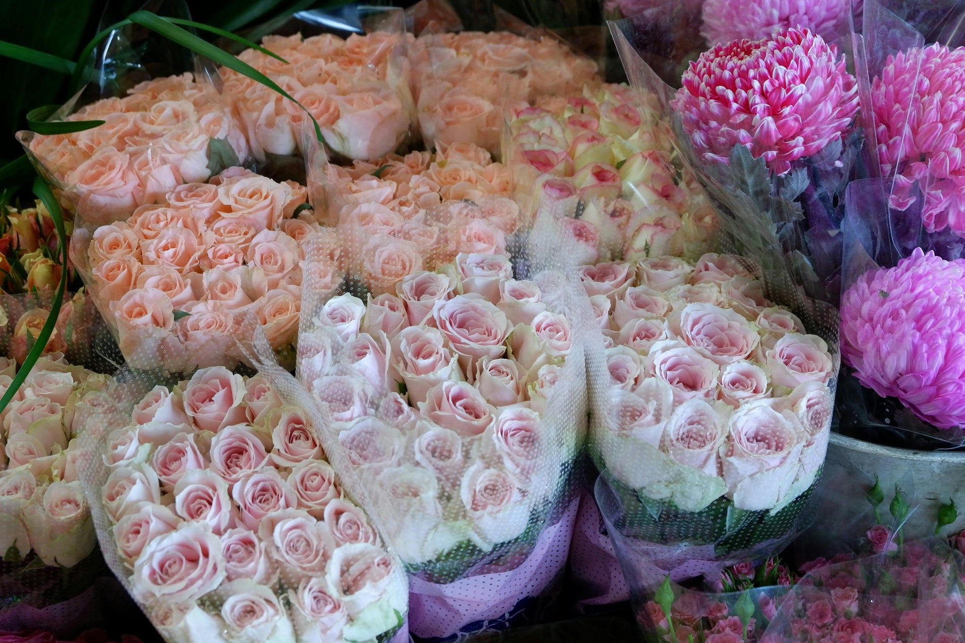 Understanding Wholesale Roses: Varieties, Pricing, and Trends