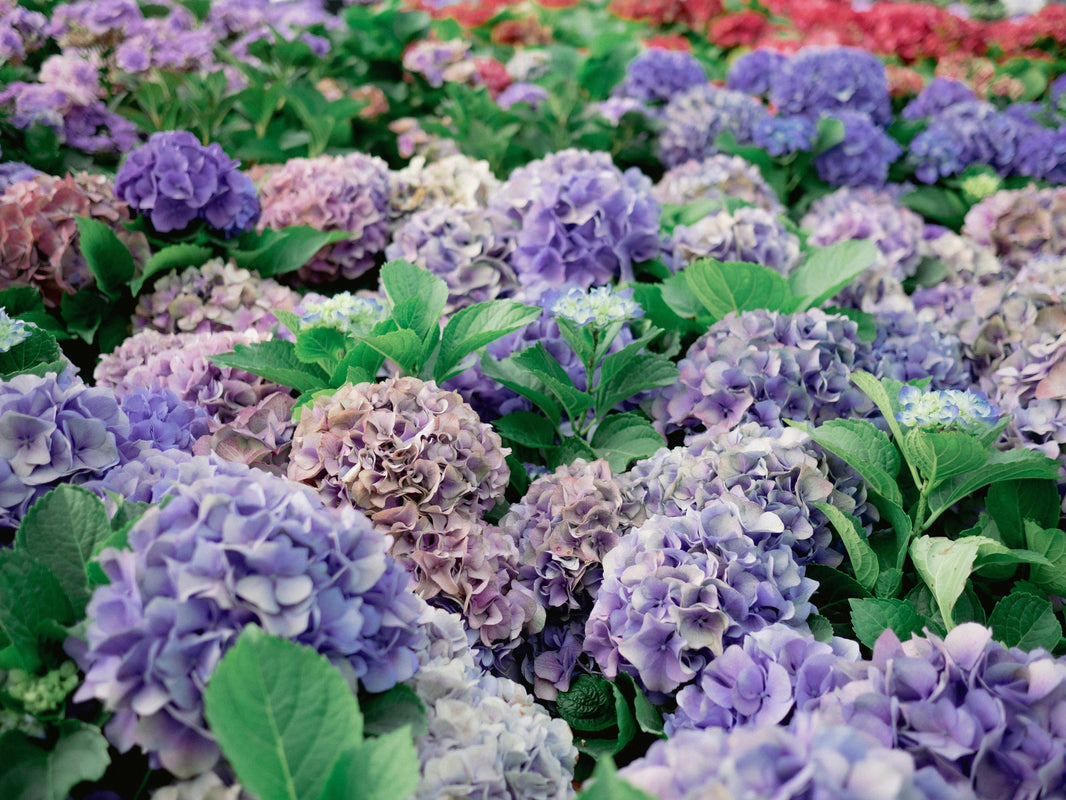 Can hydrangeas be considered affordable for weddings?
