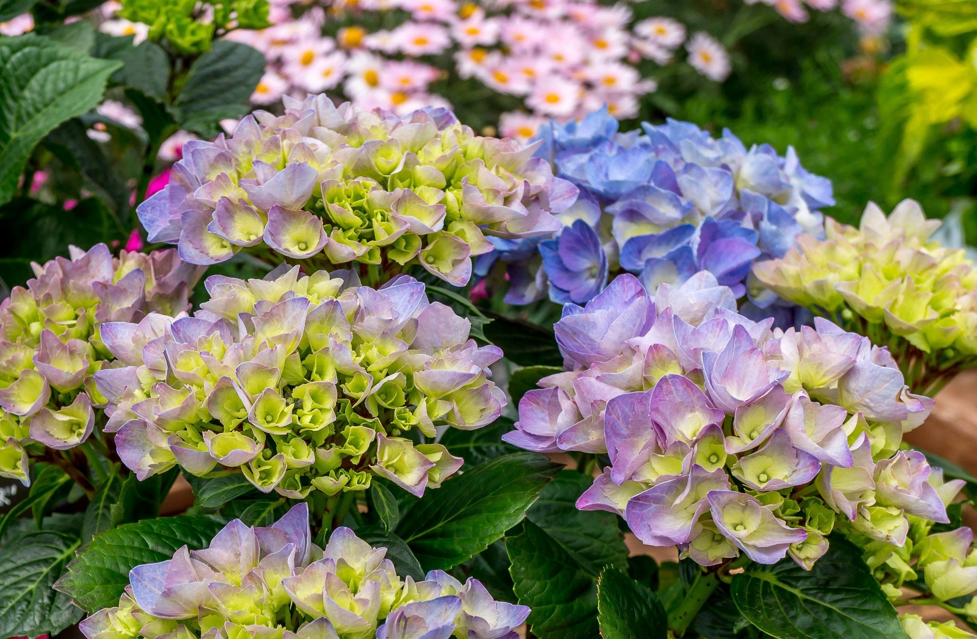 Which hydrangea variety is known as 'Wedding Gown'?