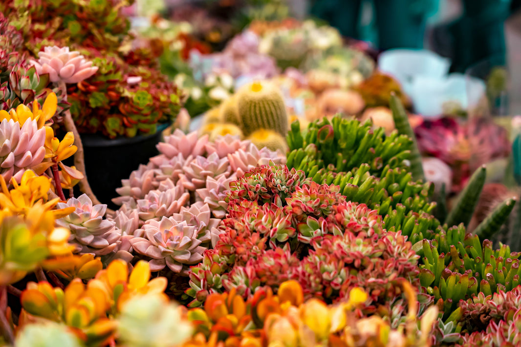 Everything You Need to Know About Why are flowers so expensive online