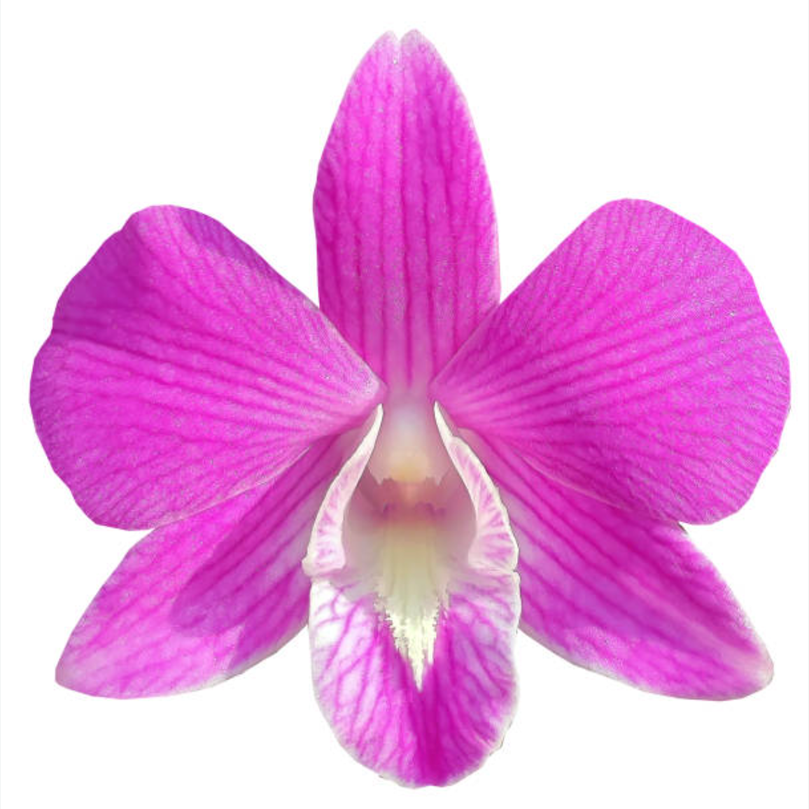 shutterstock_251497954_medium_33815444-714d-4caf-bac3-f27984bf1863_medium