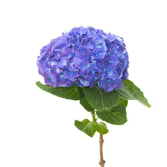 Hydrangeas_6_1c2e42cd-8606-4dd1-88a9-fb7d2e258c9e_medium