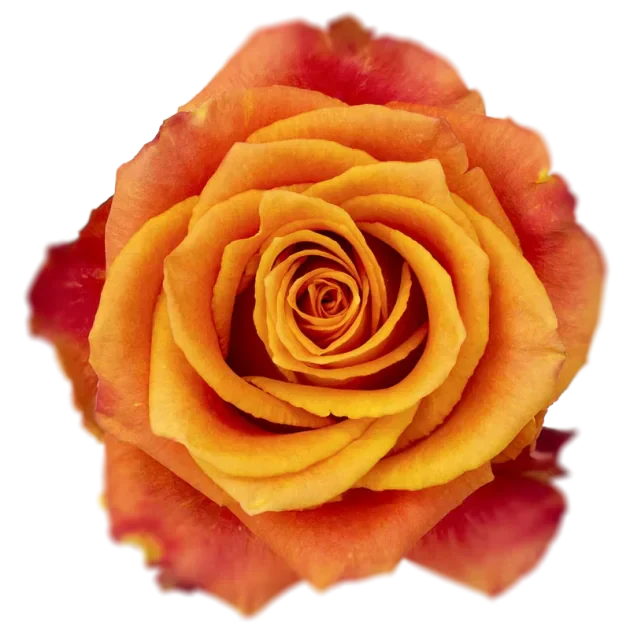 Bi-Color Orange & Yellow Roses