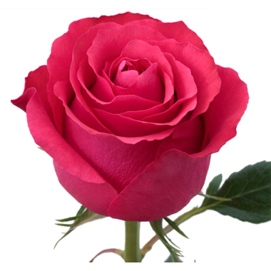 Wholesale Roses, Roses for Weddings | WholesaleFlowers.net