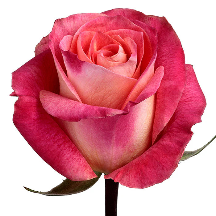 Hordes Roses Collections