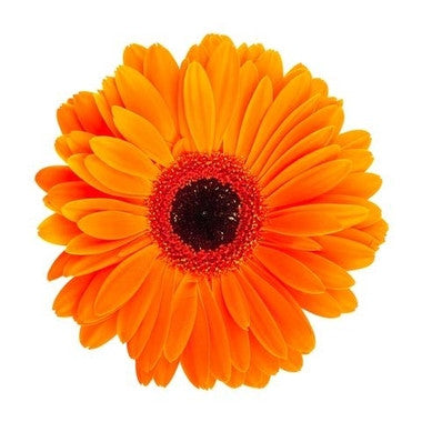 Gerberas