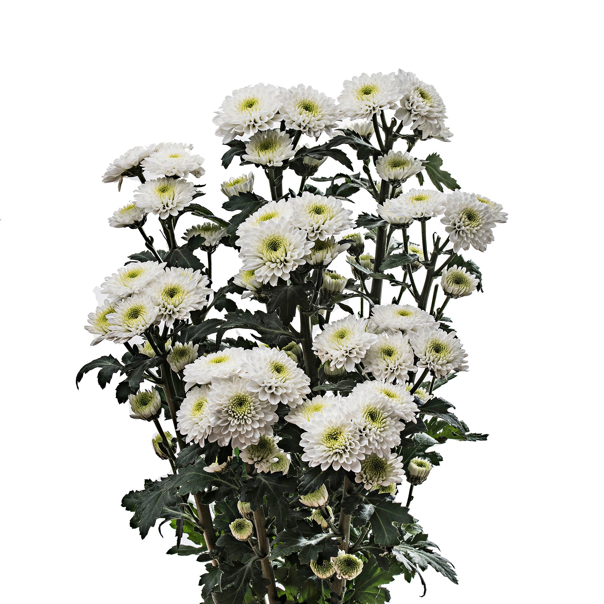 Button Chrysanthemum White