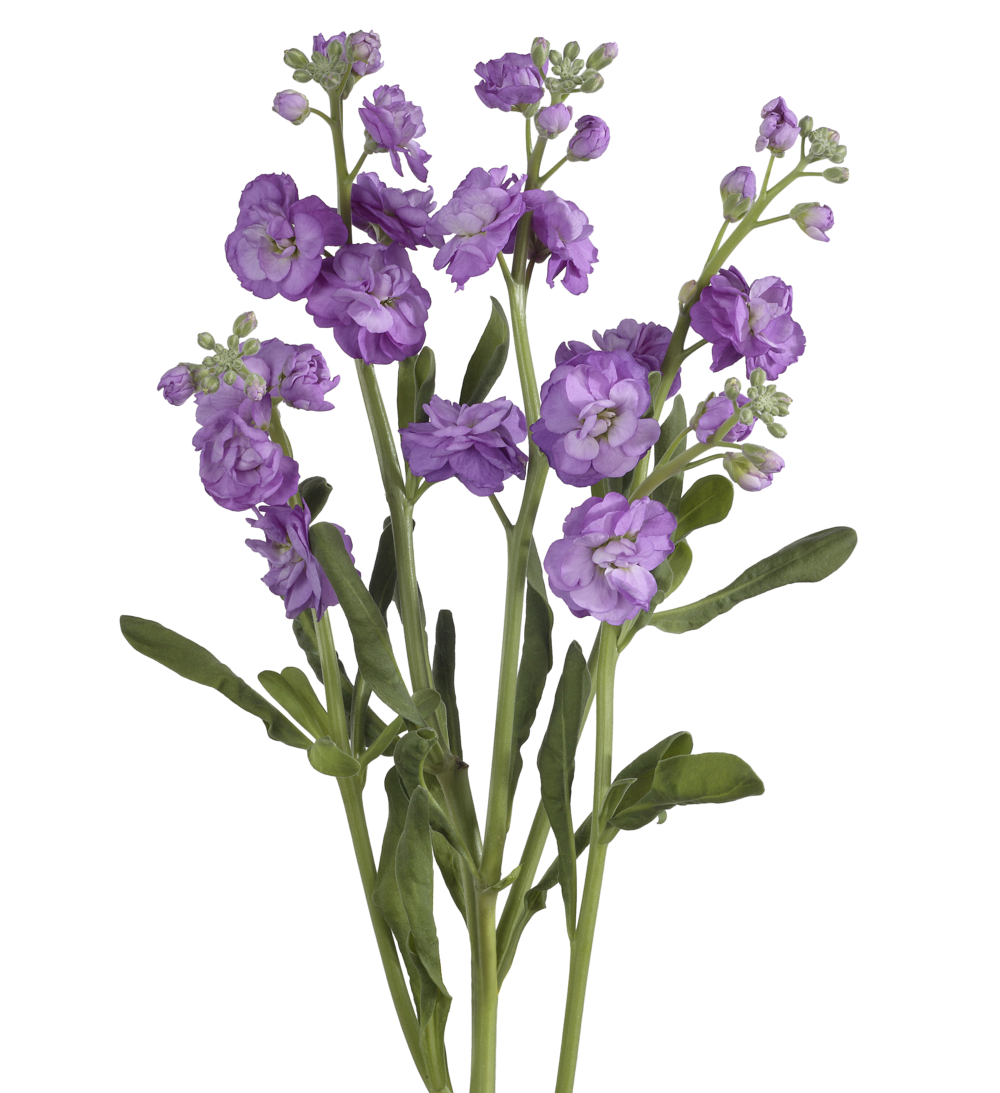 Stock Spray	Lavender