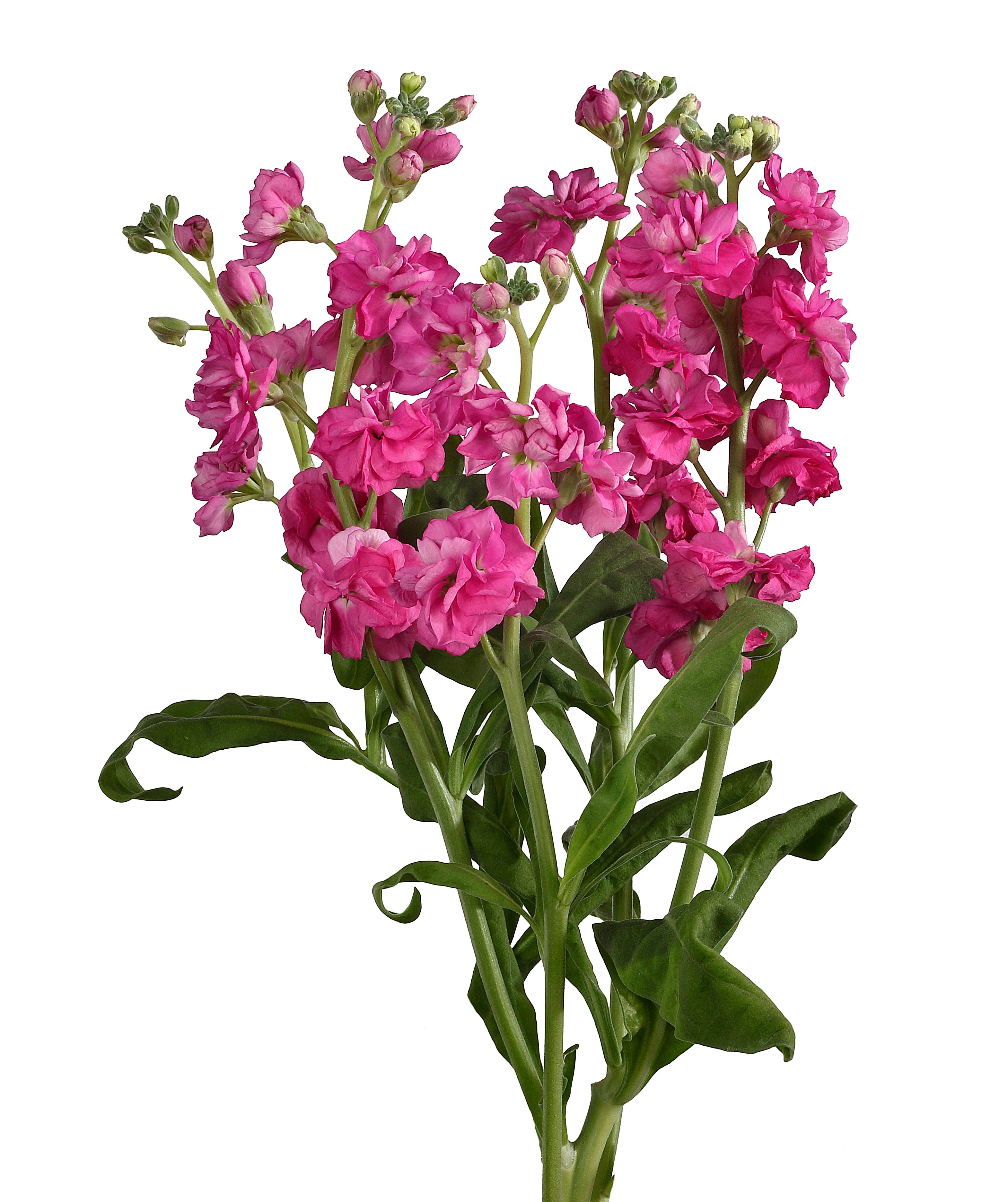 Stock Spray	Hot Pink