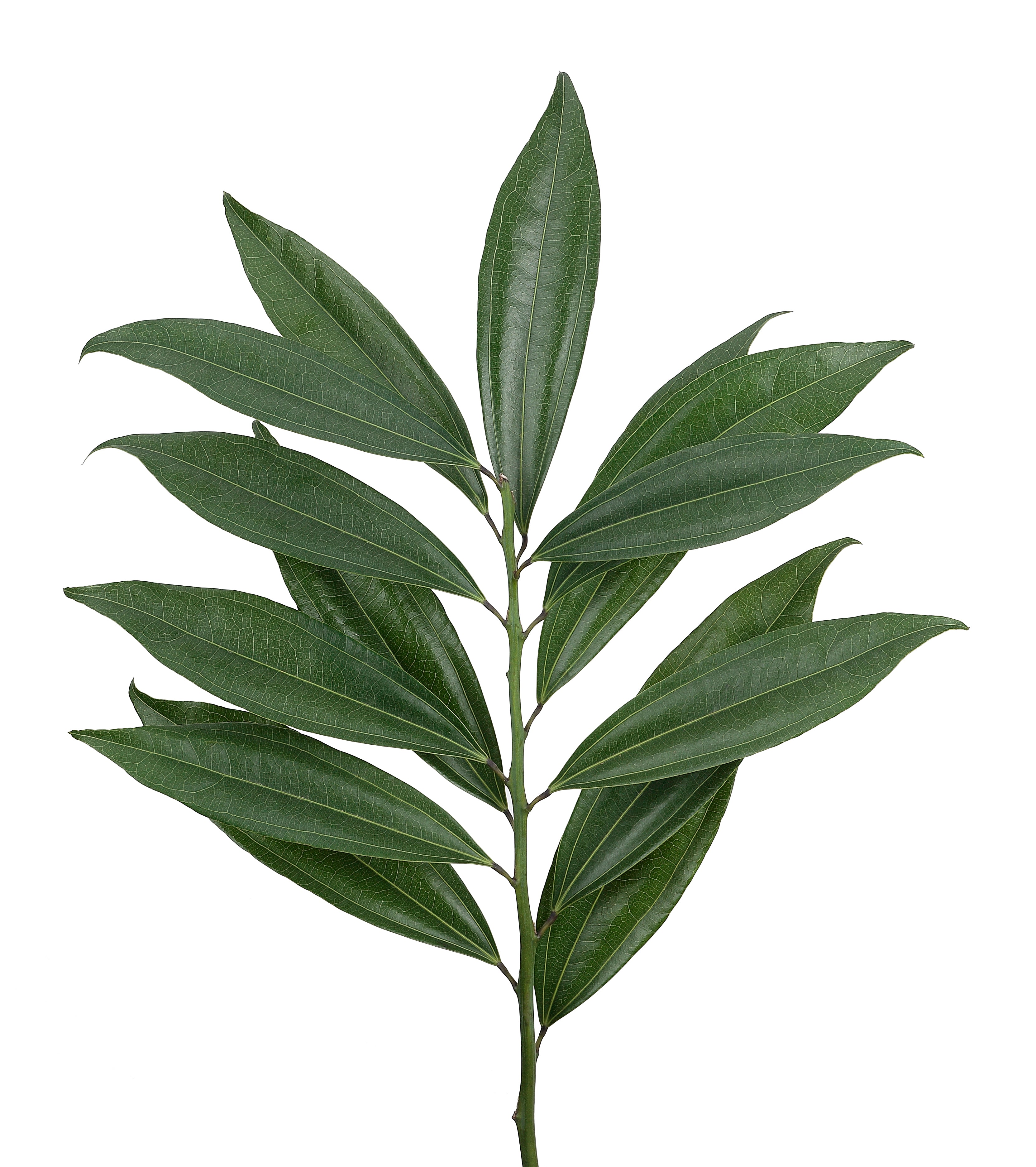 Cocculos Green