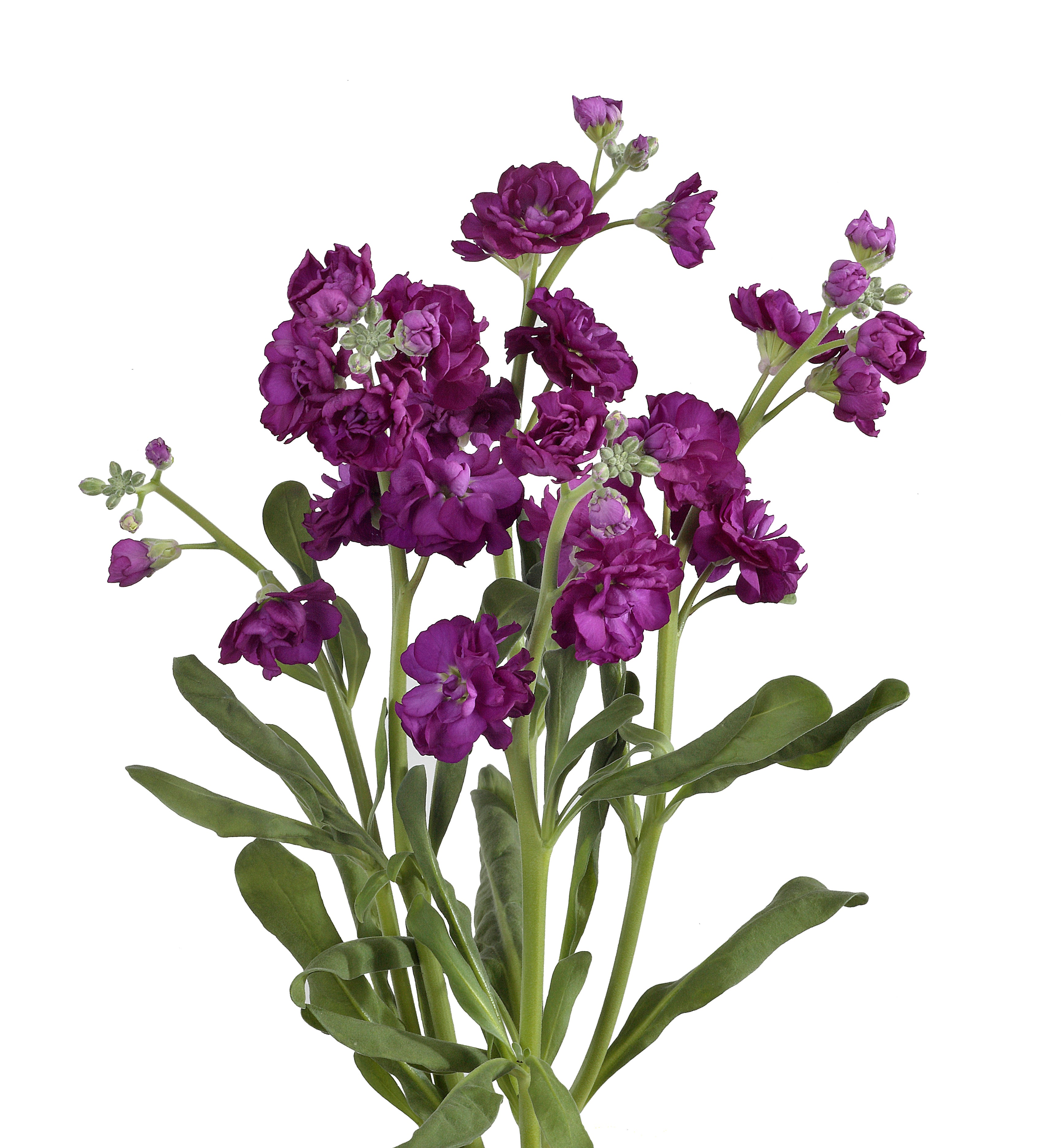Stock Spray	Purple