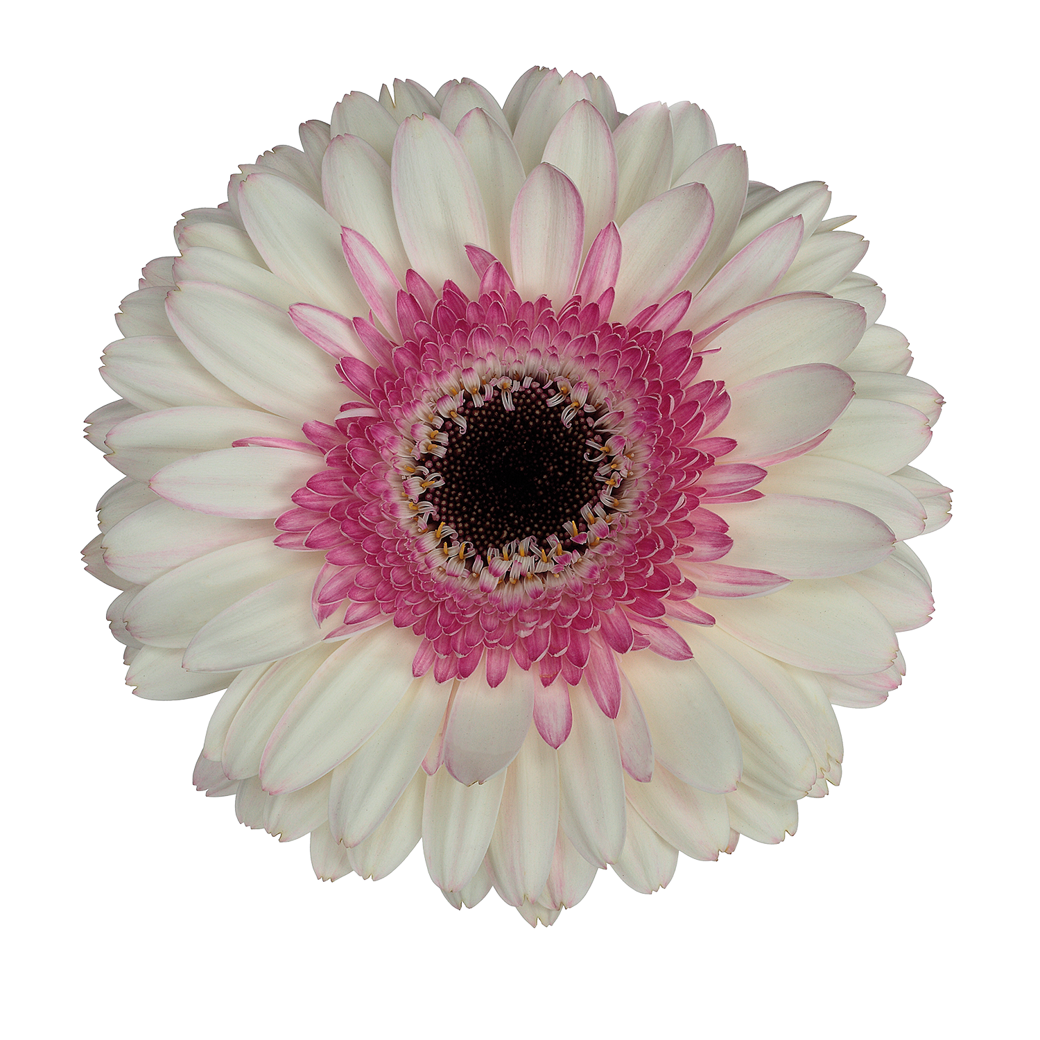Pink Gerbera Bicolor White-Pink Gerbera - Fresh Cut Flowers | WholesaleFlowers.net