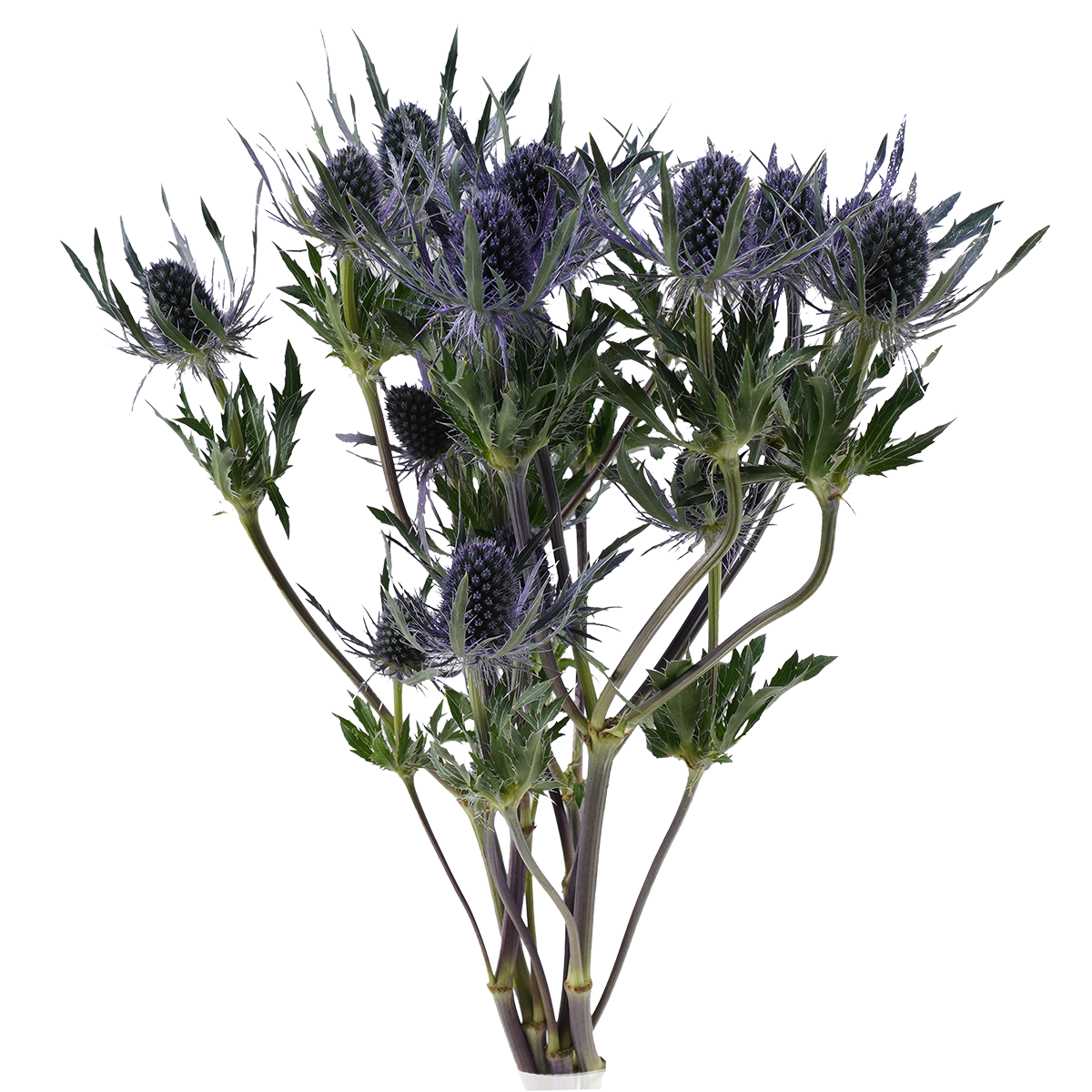 Eryngium Blue
