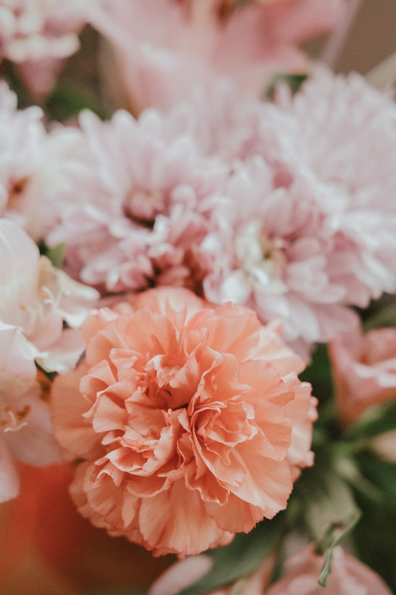 Carnations