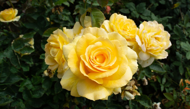 Yellow