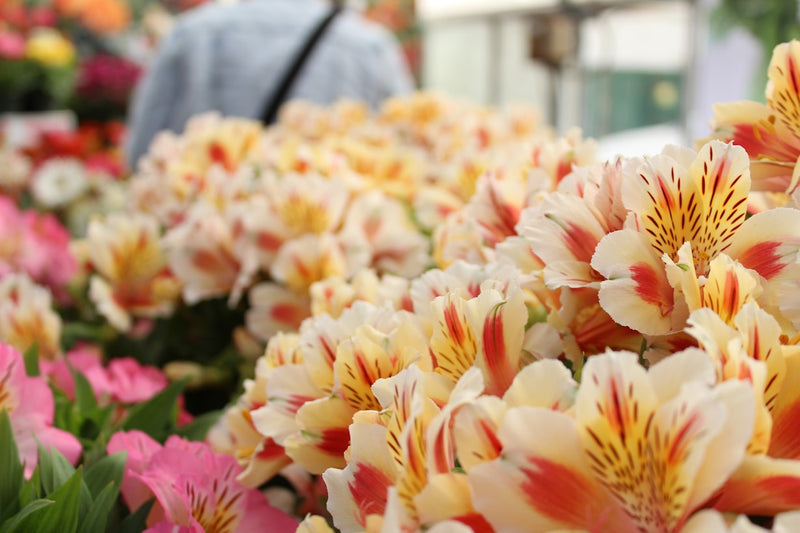 Alstroemerias