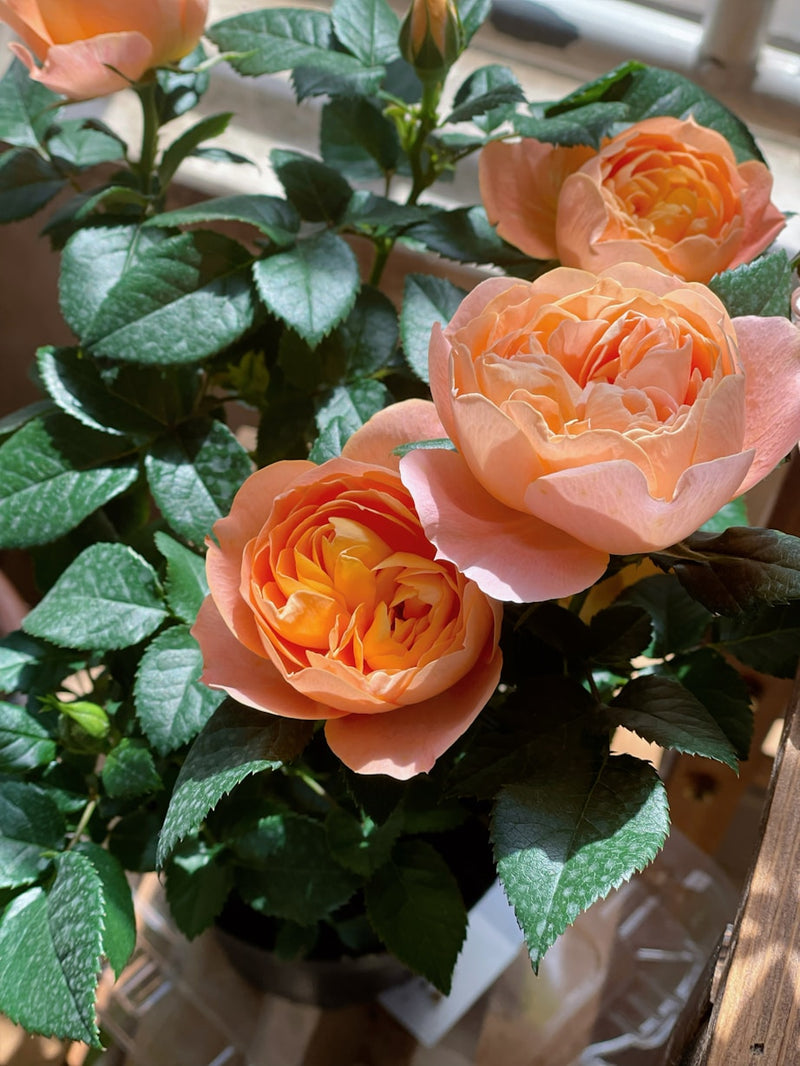 Bi-Color Orange & Yellow